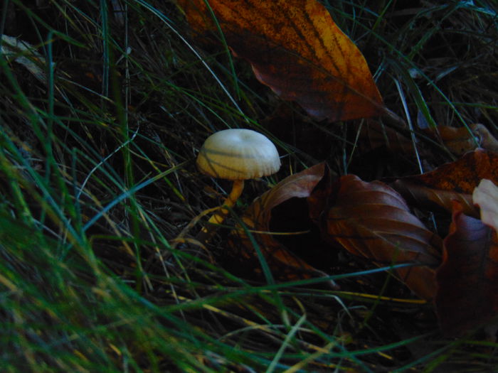 DSC01250