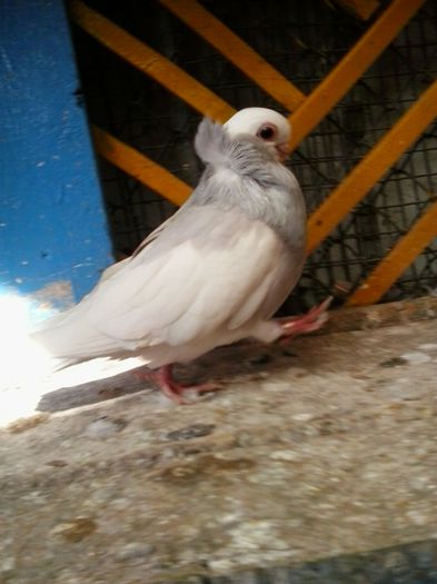 2015-10-29 11.59.07 - Jucatori de Komaron Komorner Tumbler Pigeon