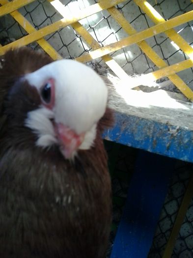 2015-10-29 12.05.34 - Jucatori de Komaron Komorner Tumbler Pigeon