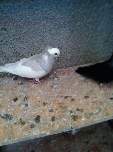 2015-10-30 11.33.17 - Jucatori de Komaron Komorner Tumbler Pigeon