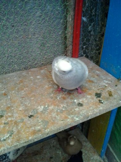 2015-10-30 11.33.35 - Jucatori de Komaron Komorner Tumbler Pigeon