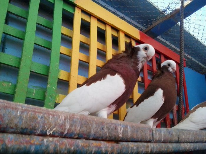 2015-11-03 14.05.48 - Jucatori de Komaron Komorner Tumbler Pigeon