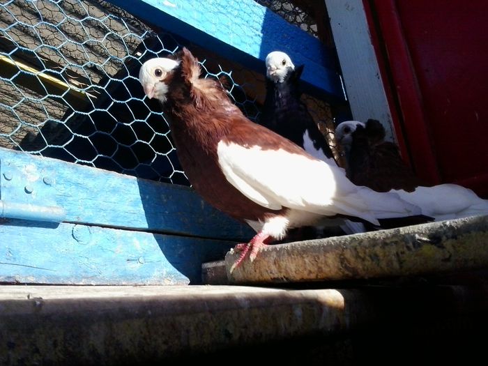 2015-11-03 14.10.29 - Jucatori de Komaron Komorner Tumbler Pigeon