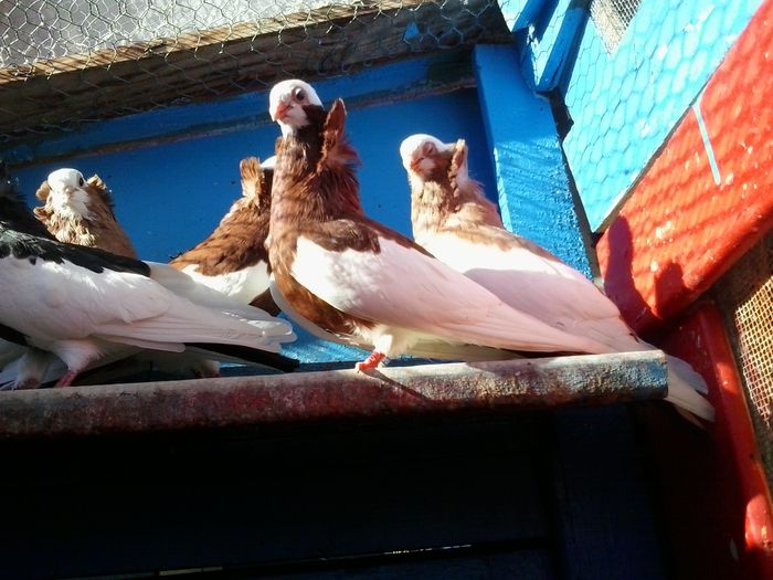 2015-11-03 14.10.51 - Jucatori de Komaron Komorner Tumbler Pigeon