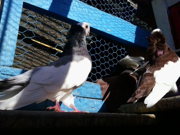 2015-11-03 14.11.24 - Jucatori de Komaron Komorner Tumbler Pigeon