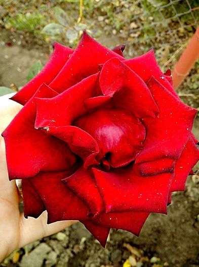 IMG_20151102_222133 - 0 TRANDAFIRI 2015