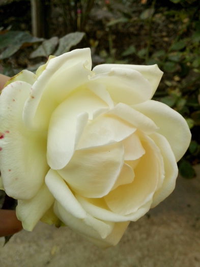 IMG_20151102_153436 - 0 TRANDAFIRI 2015