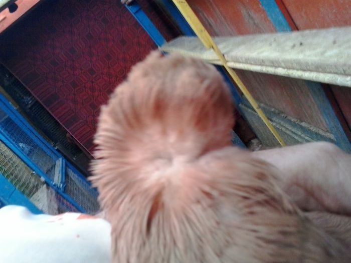 2015-11-03 14.13.15 - Jucator dublumotat de Ardeal Double crested Transylvanian