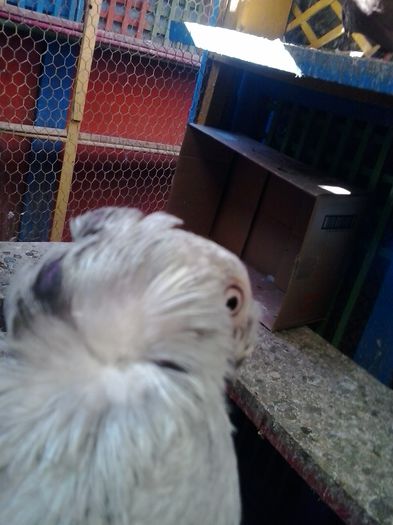 2015-11-04 12.35.12 - Jucator dublumotat de Ardeal Double crested Transylvanian