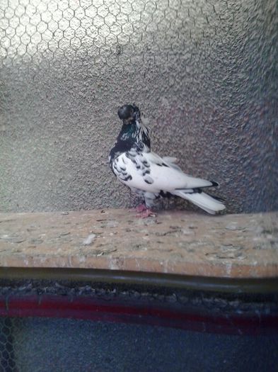 2015-11-04 12.46.42 - Jucator dublumotat de Ardeal Double crested Transylvanian