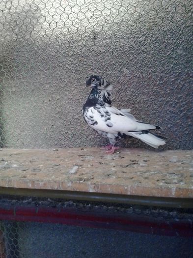 2015-11-04 12.46.44 - Jucator dublumotat de Ardeal Double crested Transylvanian