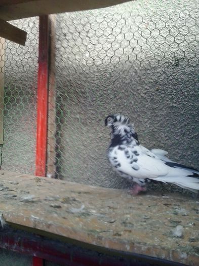 2015-11-04 12.47.36 - Jucator dublumotat de Ardeal Double crested Transylvanian