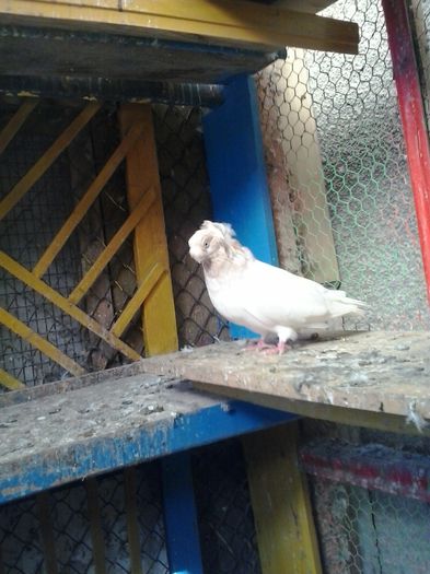 2015-11-04 12.53.56 - Jucator dublumotat de Ardeal Double crested Transylvanian