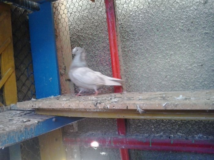 2015-11-04 13.23.56 - Jucator dublumotat de Ardeal Double crested Transylvanian