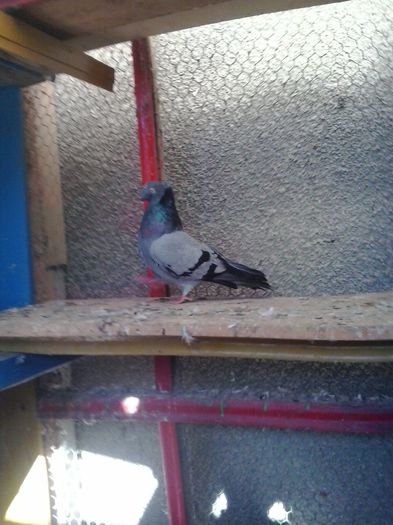 2015-11-04 13.28.57 - Jucator dublumotat de Ardeal Double crested Transylvanian