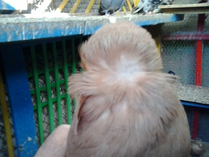 2015-11-06 12.13.11 - Jucator dublumotat de Ardeal Double crested Transylvanian