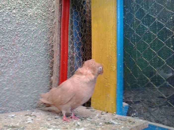 2015-11-06 12.14.41 - Jucator dublumotat de Ardeal Double crested Transylvanian