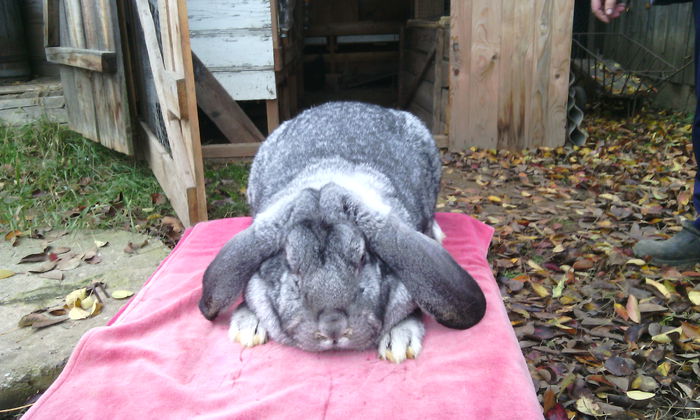 Femala Chinchilla - achizitie bogdanmircea