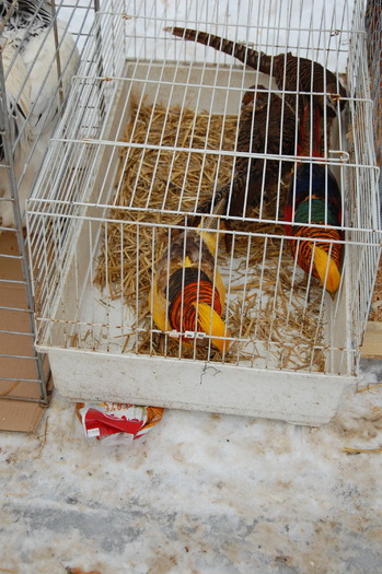 expo_pasari_de_rasa_nationala_breaza_ian_2010_ (265) - 94 expo breaza 2010