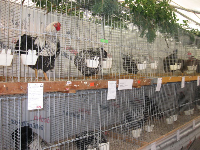 Expo E54 (37)