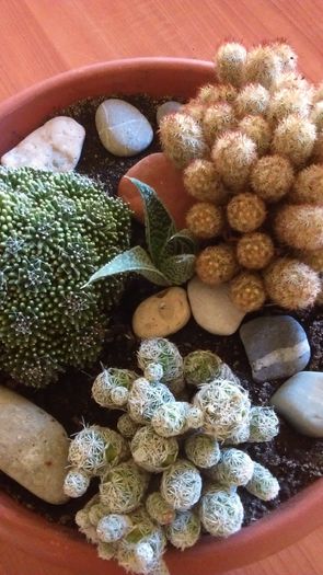 Mammillaria: gracilis, elongata, crinita