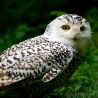 45613_aa6476f31d817b729424306ffd7147aa_mdsq