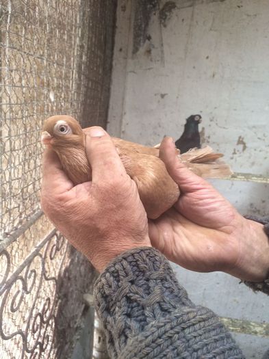 12208016_916817015069207_851780562_n