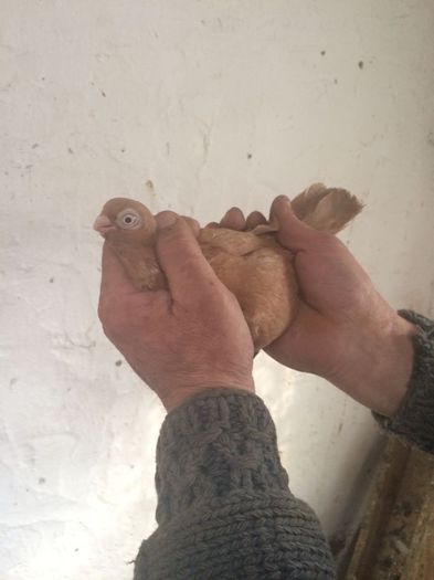 12212546_916816998402542_1007300956_n