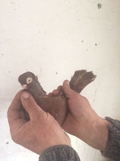 12226465_916817005069208_1564098256_n