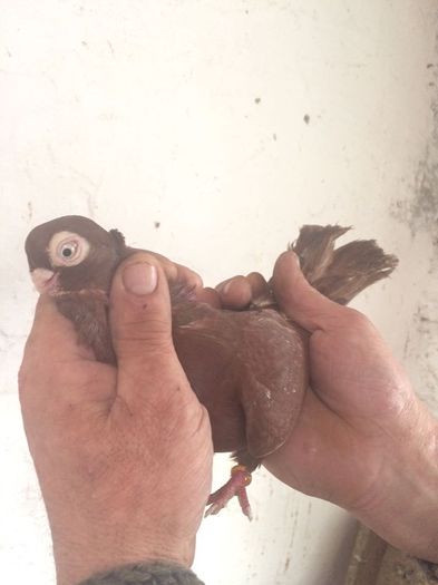 12226577_916817115069197_934973500_n