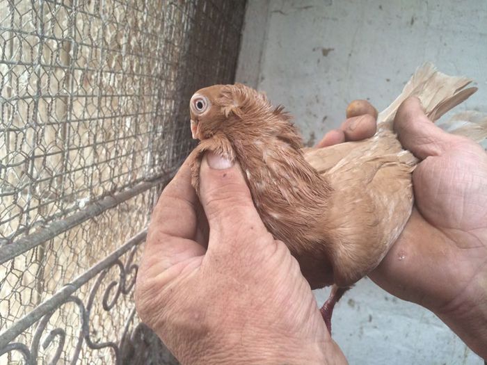 12231351_916817051735870_455480295_n