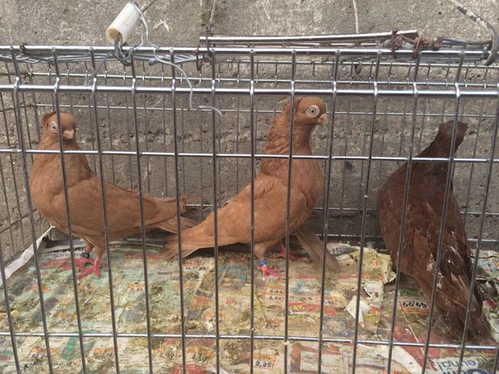 12233084_916816981735877_805452694_n