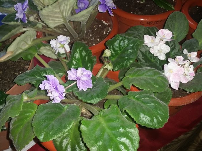  - Violete