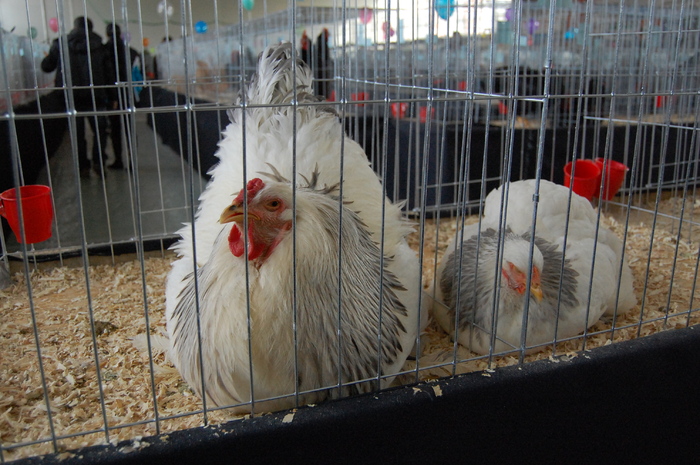 expo_pasari_de_rasa_nationala_breaza_ian_2010_ (322) - 94 expo breaza 2010