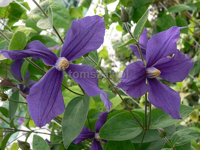 Clematis durandi -pierduta - Colectie clematite