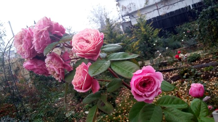 William Christie in noiembrie