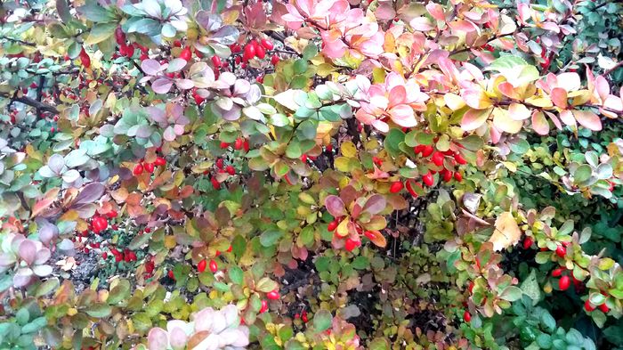 Berberis - Gradina rozelor Toamna 2015