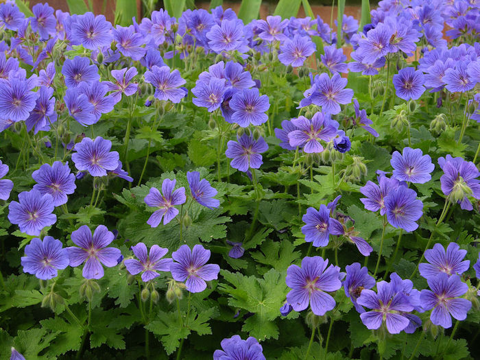 Geranium Magnificum - ACHIZITII PERENE 2015_2018