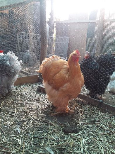 11202620_1701792756721189_4661870275100283499_n - TINERET 2015  1