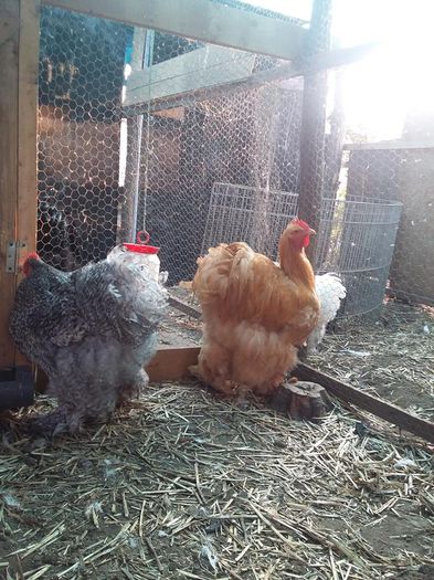 12108883_1701792700054528_8325111616783288670_n