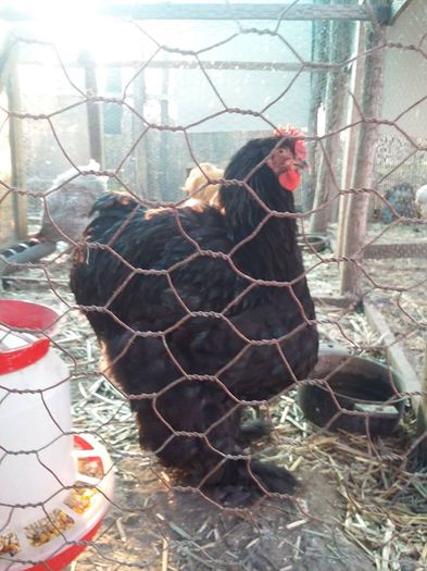 12191765_1701792400054558_8553735721698637663_n