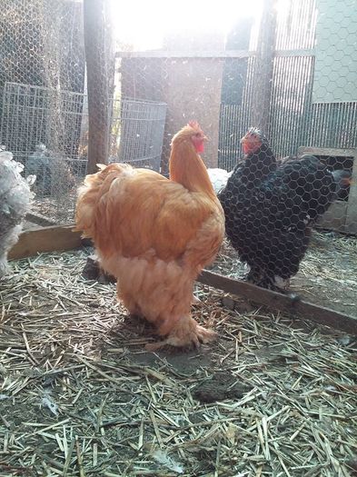 12195776_1701792723387859_8504015952439843512_n