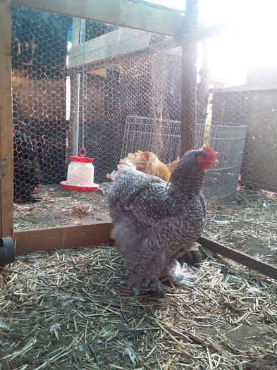 12195826_1701792656721199_3877198012617739221_n