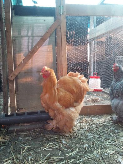 12226914_1701792476721217_7658353529838837277_n