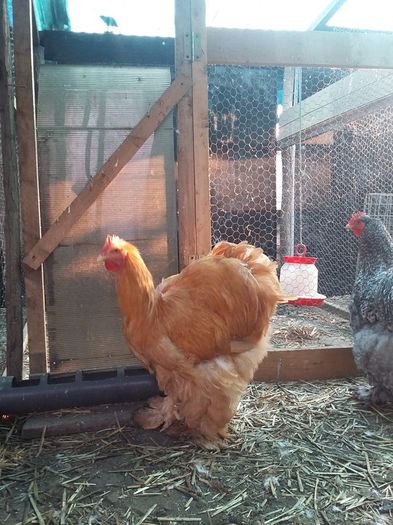 12227772_1701792560054542_953311229518872075_n