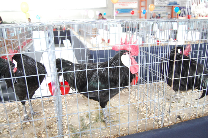 expo_pasari_de_rasa_nationala_breaza_ian_2010_ (388) - 94 expo breaza 2010