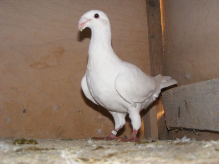 M 2015 vindut noiembrie 2015