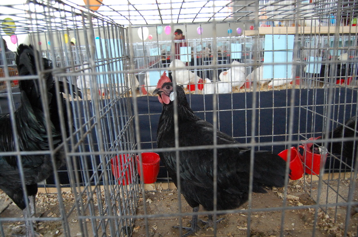 expo_pasari_de_rasa_nationala_breaza_ian_2010_ (390) - 94 expo breaza 2010