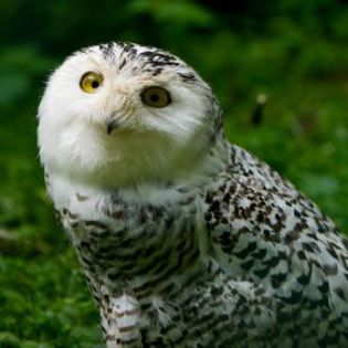 46621_8ca7be68515c84f5a932638ff80f81eb_mdsq