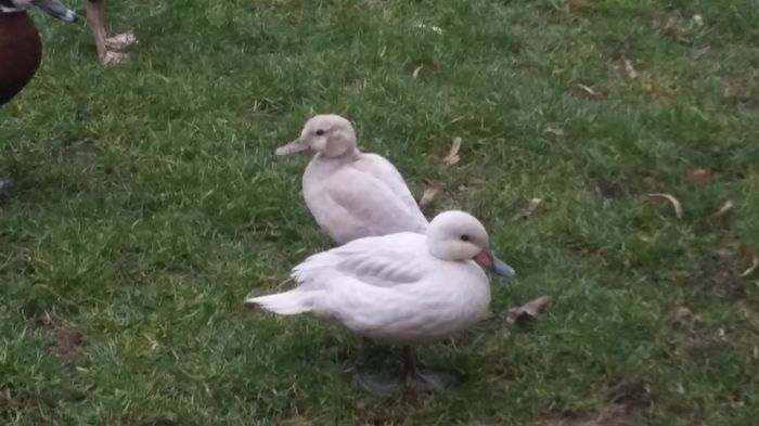 Mic atlantic si bahama argintii